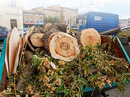 Вывоз деревьев Ханты-Мансийск